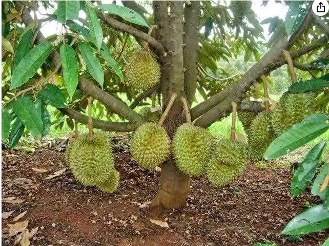 Durian Plant